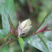 Strobilanthes glaucescens Nees